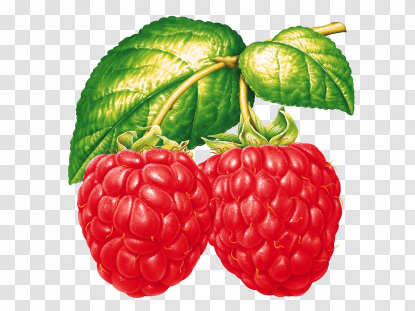 Strawberry Cartoon - Seedless Fruit - West Indian Raspberry Vegan Nutrition Transparent PNG