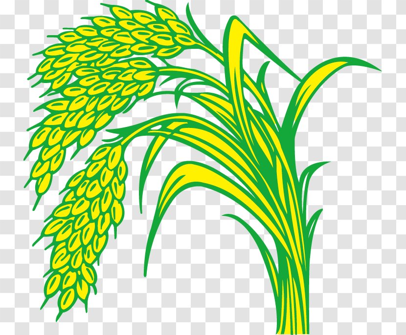 Rice Paddy Field - Cartoon - Paddy,Rice,Rice,Hedao,Rice Transparent PNG