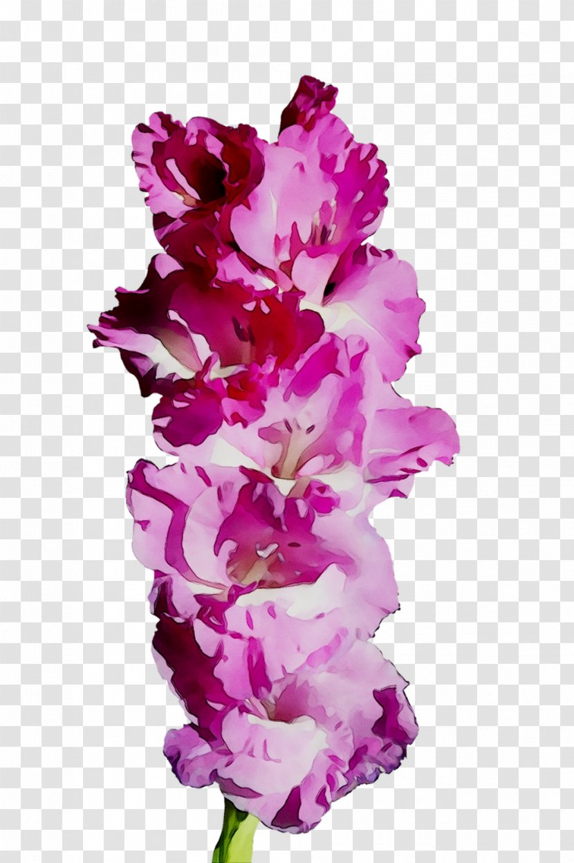 Gladiolus Cut Flowers Pink M RTV - Petal Transparent PNG