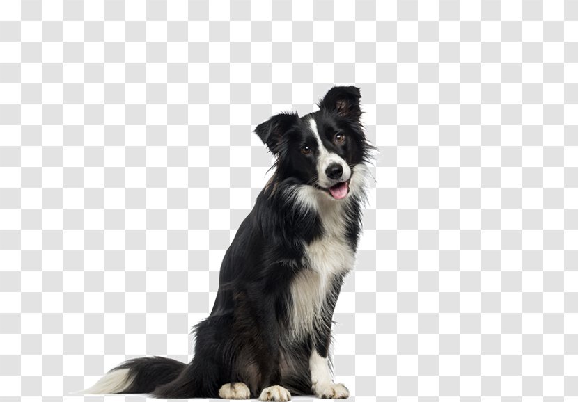 Border Collie English Shepherd Cloud 9 Canine Dog Breed Biscuit - Group Transparent PNG