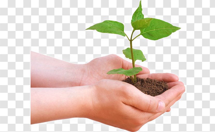 Tree Planting International Day Of Forests Natural Environment Plants Transparent PNG