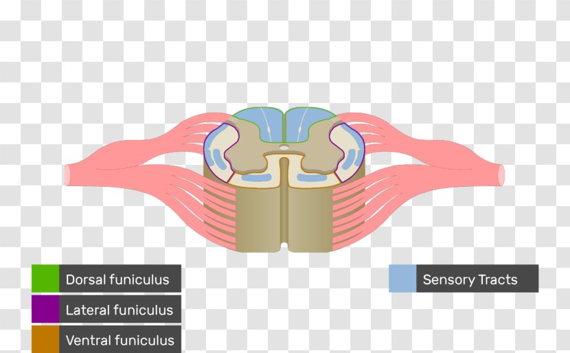 Spinal Cord White Matter Nerve Tract Anatomy Medulla Oblongata - Posterior Funiculus Transparent PNG