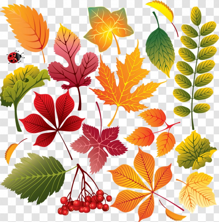 Autumn Leaf Color Maple - Midautumn Festival - Watercolor Transparent PNG