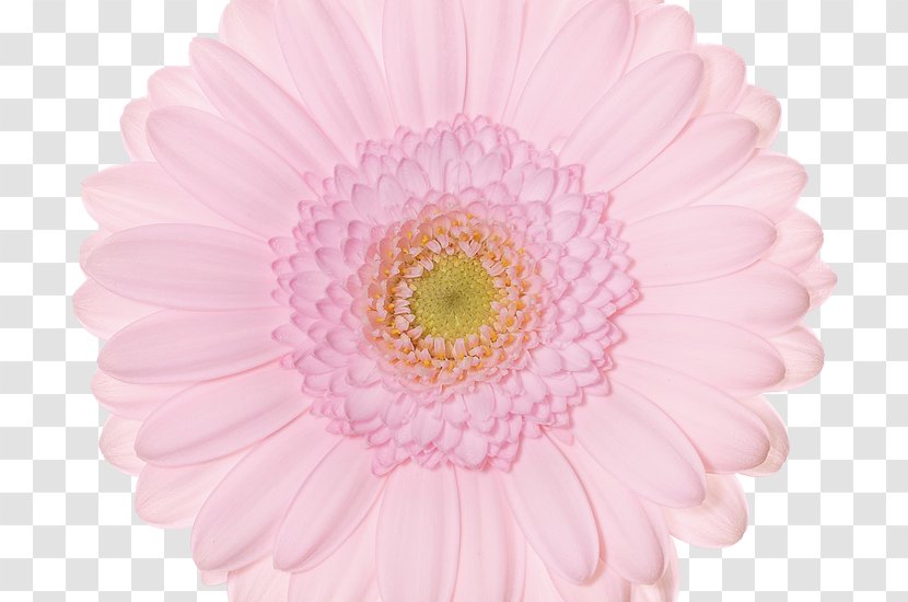 Transvaal Daisy Cut Flowers Plant Greenhouse - Chrysanthemum Transparent PNG