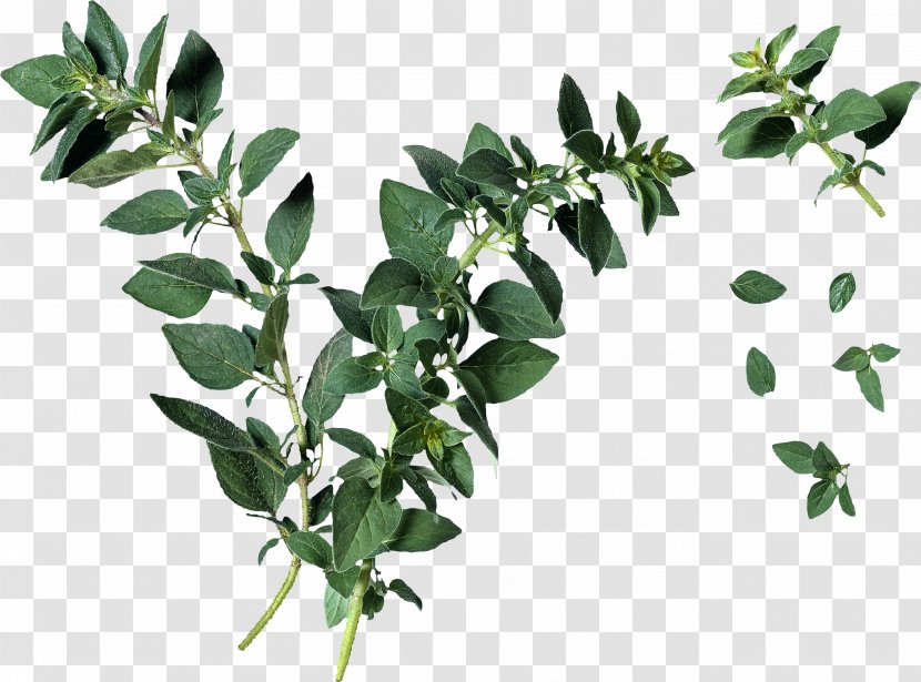 Oregano Leaf Herb Plant Identification - Mexican Mint Transparent PNG