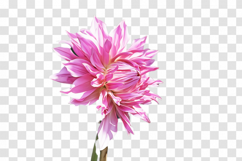 Flower Plant Pink Petal Red Clover Transparent PNG