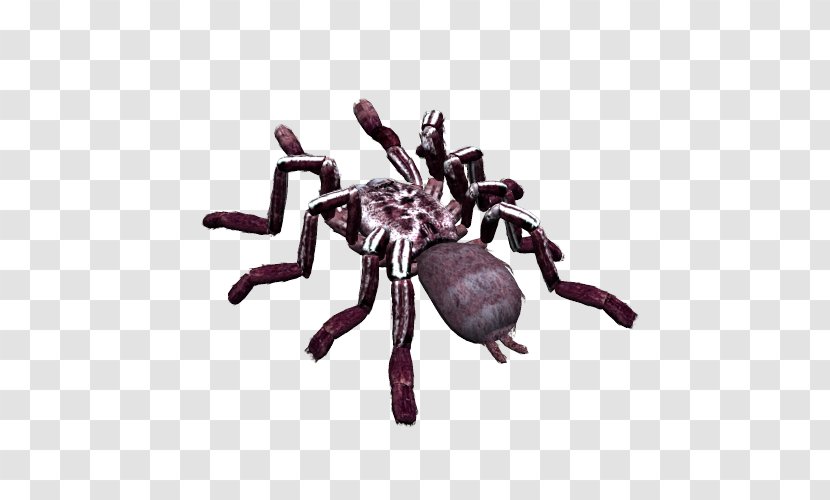 Spider Image File Formats Clip Art - Scorpion - Insect Transparent PNG