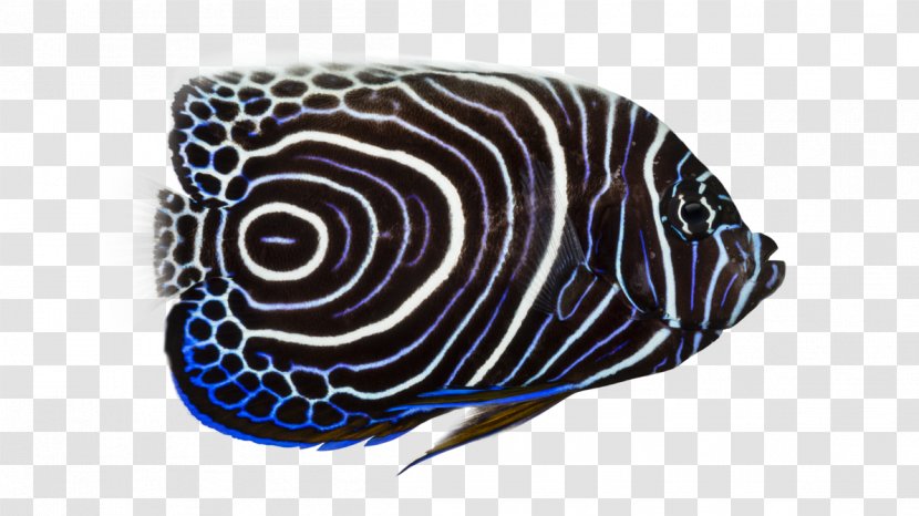 Emperor Angelfish King Tropical Fish Butterflyfishes - Aquarium Transparent PNG