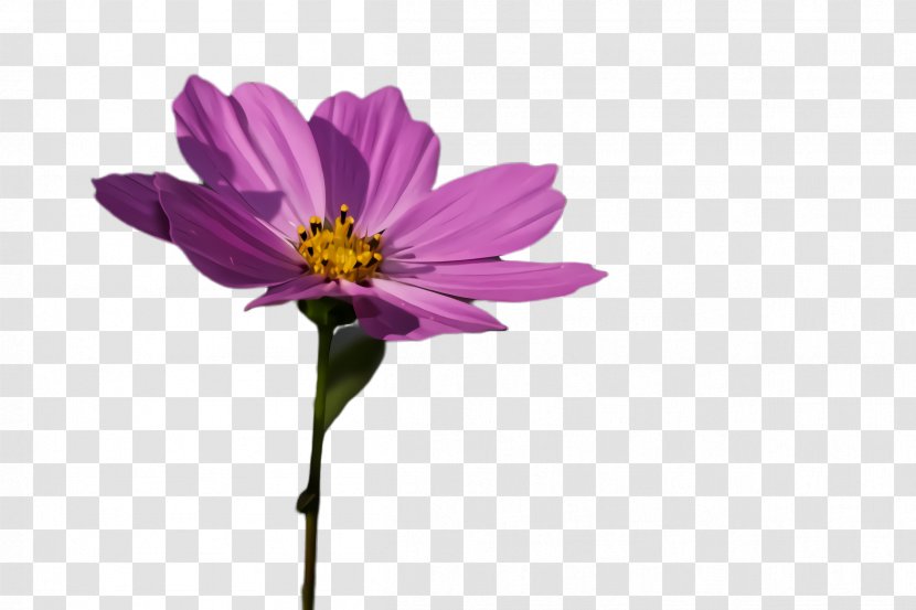 Flower Flowering Plant Petal Pink - Daisy Family Violet Transparent PNG