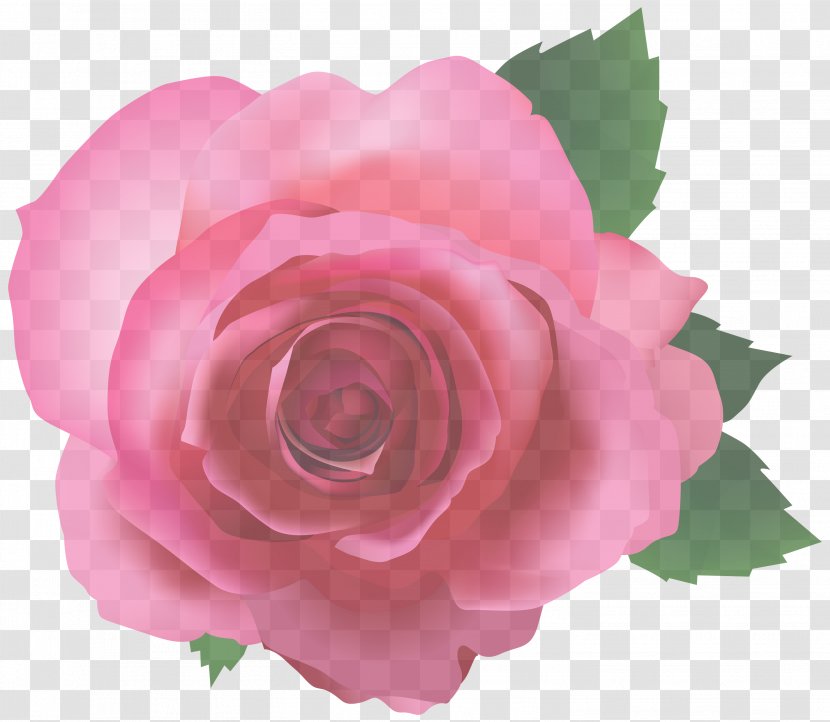 Garden Roses - Flowering Plant Transparent PNG