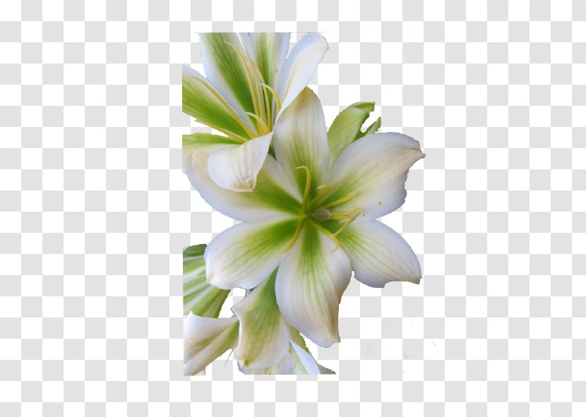 Clivia Amaryllis Jersey Lily Ek Lewe! - Plant - Cycad Transparent PNG