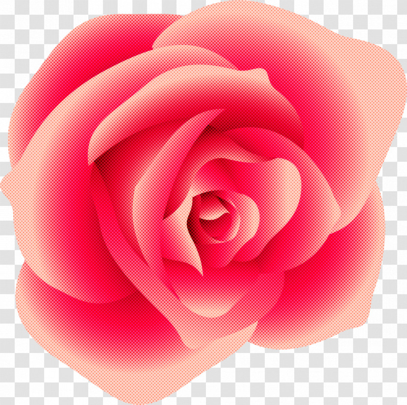 Garden Roses Transparent PNG