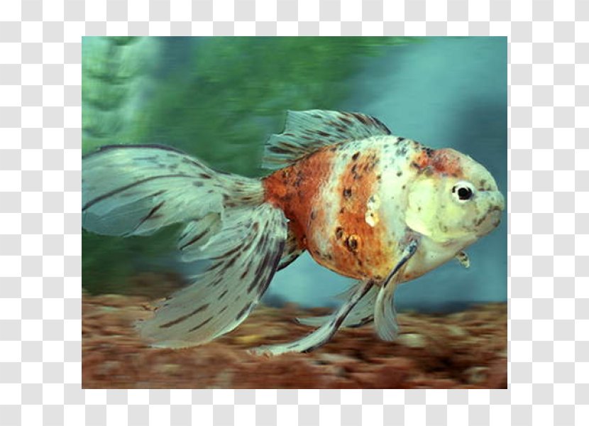 Goldfish Feeder Fish Aquariums Marine Biology - Tail Transparent PNG
