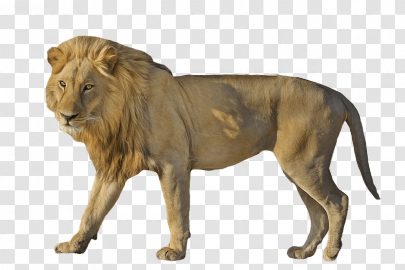 East African Lion Cat Image Clip Art - Carnivoran Transparent PNG