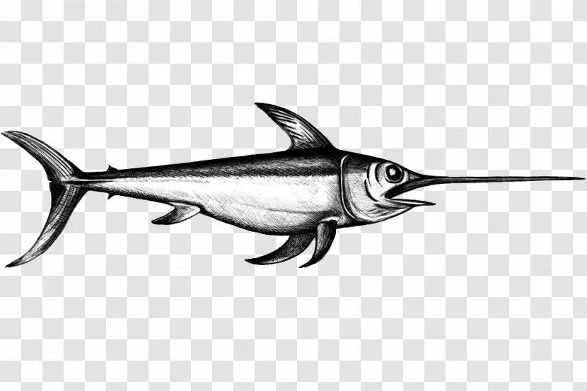 Swordfish Sesimbra World Wide Web Sardine Transparent PNG