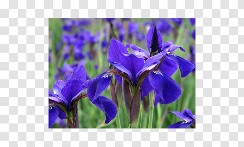 Iris Versicolor Orris Root Bellflower Gentianaceae - Flower - Gentian Family Transparent PNG