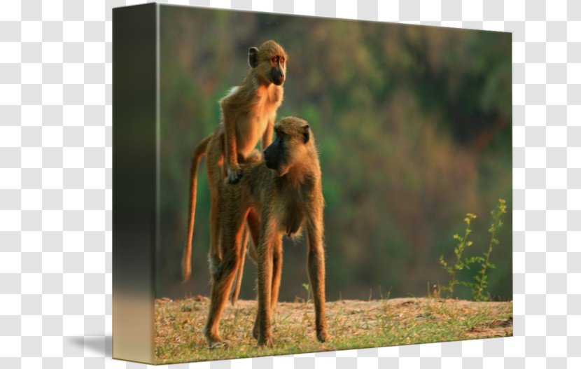 Dog Breed Fauna Wildlife - Baboon Transparent PNG