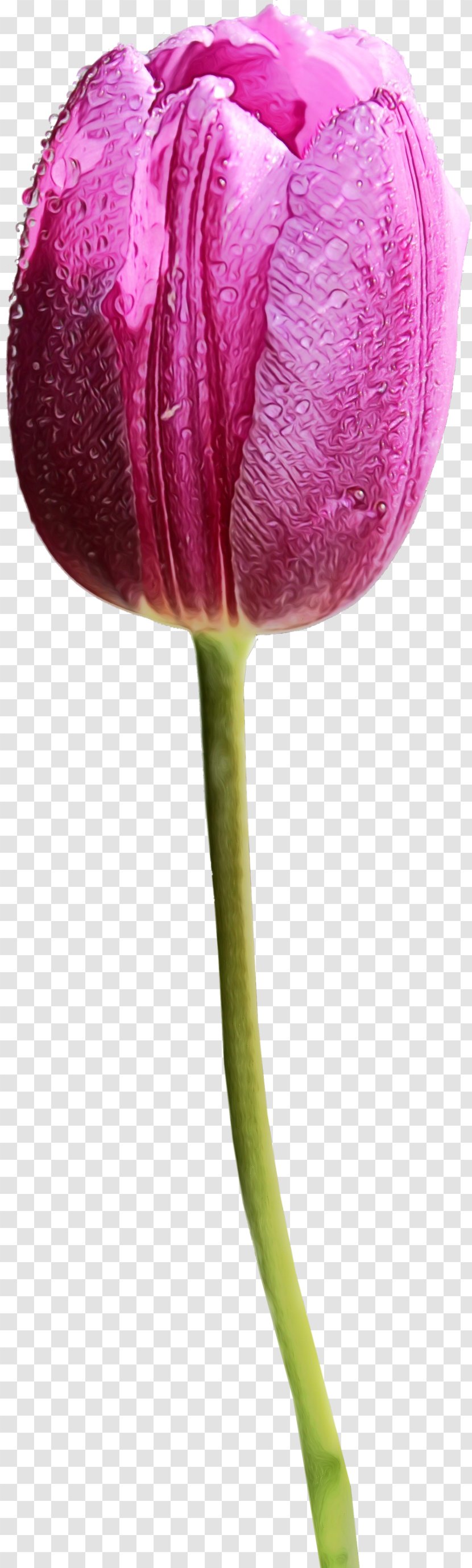 Flower Plant Tulip Stem Purple - Watercolor - Violet Pink Transparent PNG