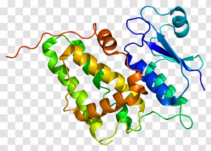 CLIC4 Aquaporin 4 Protein Gene Chloride Channel - Heart - Flower Transparent PNG