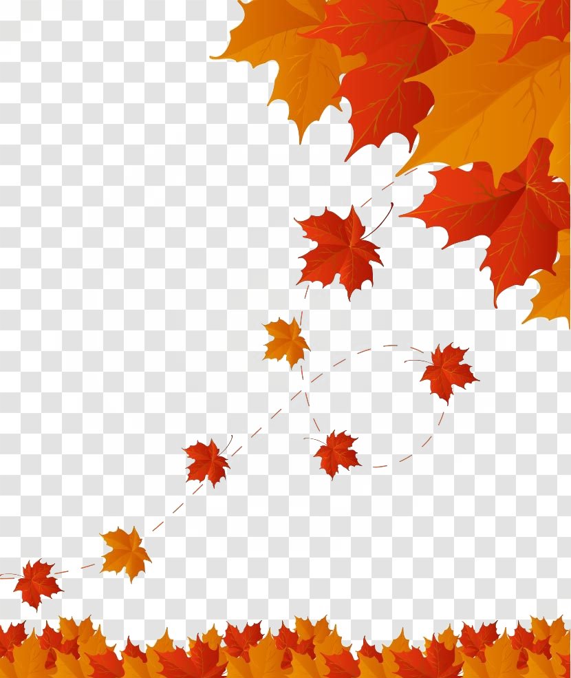 Autumn Leaf Color - Petal - Maple Leaves Material Transparent PNG