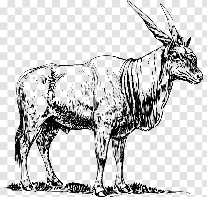 Common Eland Antelope Drawing Clip Art - Goats - Clipart Transparent PNG