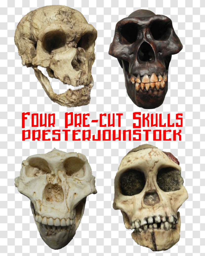Skull Skeleton DeviantArt Stock.xchng Stock Photography - Resource Transparent PNG