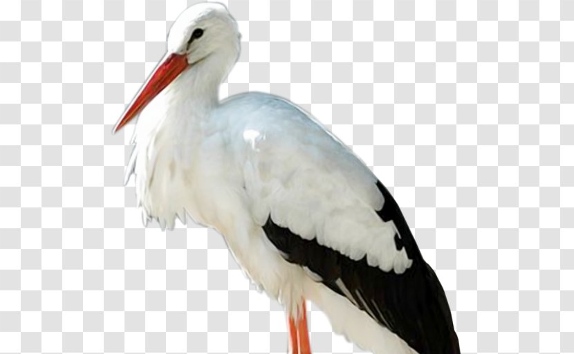 White Stork Bird Psd JPEG - Beak Transparent PNG