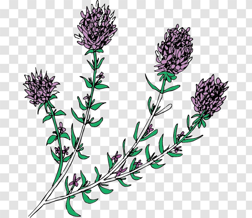 English Lavender - Plant Stem - Vector Floral Pattern Transparent PNG