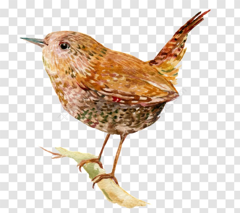 Wren Bird Illustration Image Stock Photography - Creative Work - Feather Transparent PNG