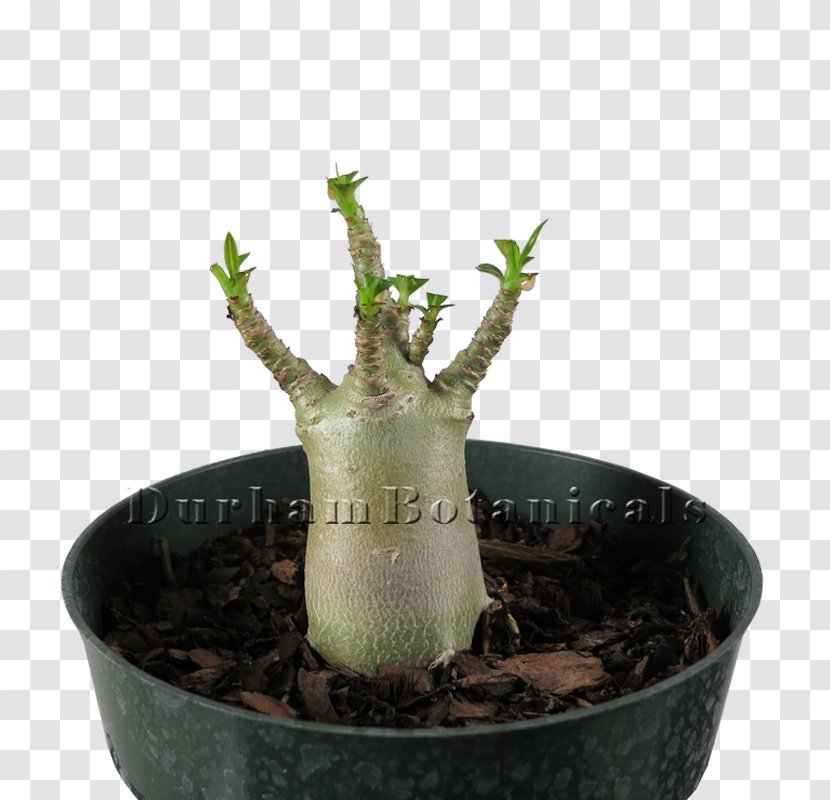 Houseplant Flowerpot Plant Stem Tree Transparent PNG