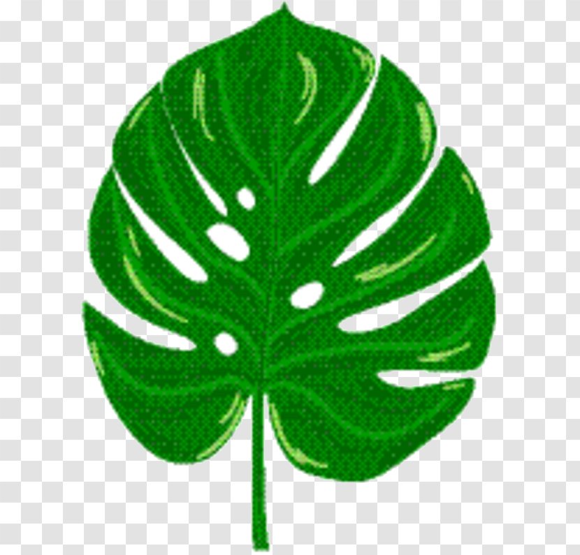 Green Leaf Background - Tree - Botany Plant Transparent PNG
