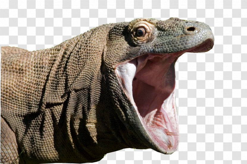 Komodo Dragon Lizard Reptile Indonesia Transparent PNG