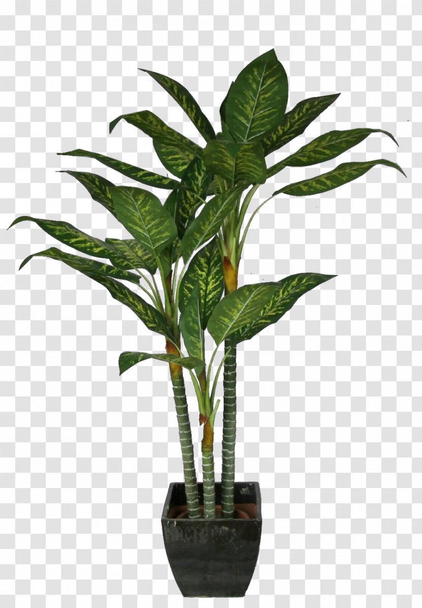 Palm Trees Coconut Bonsai Plants - Leaf Transparent PNG