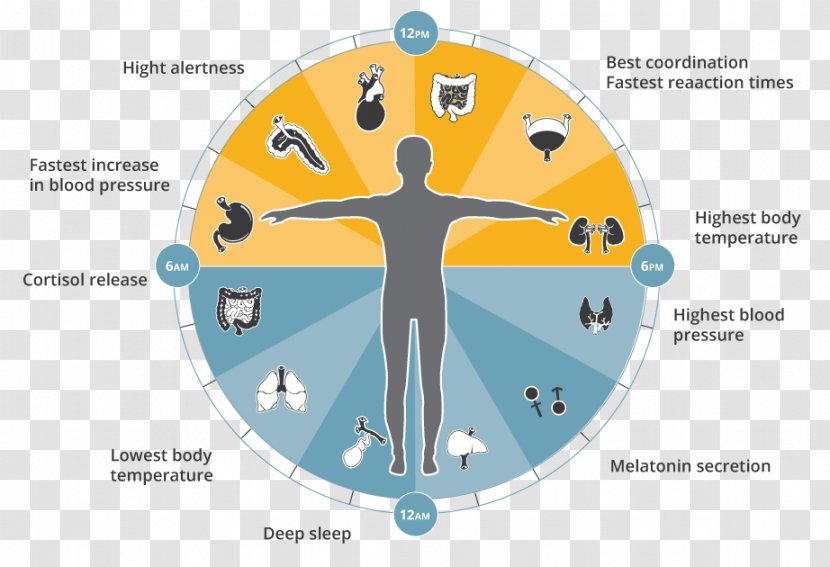 Chronobiology Sleep Organism Clock Genetics - Ayurveda - Change Your Life Transparent PNG