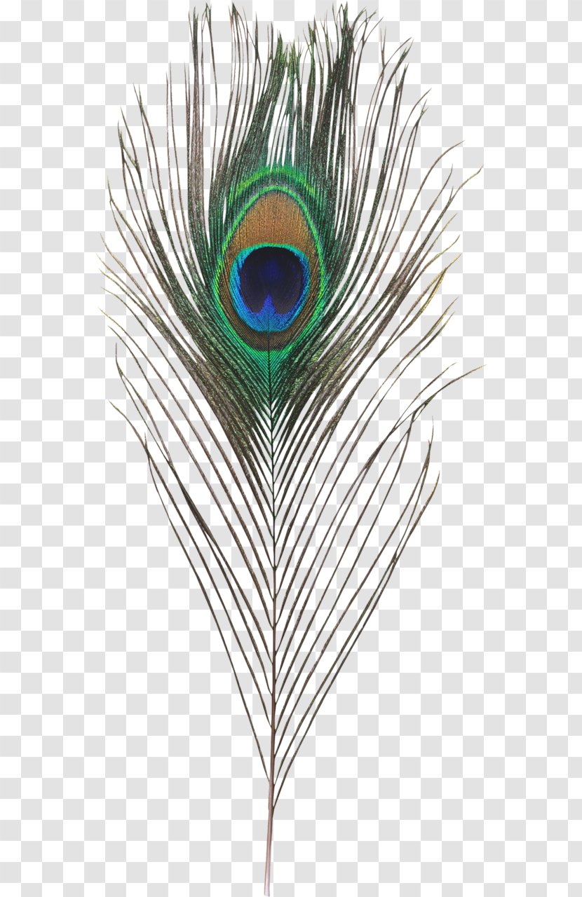 Feather Plume De Paon Peafowl Clip Art Transparent PNG