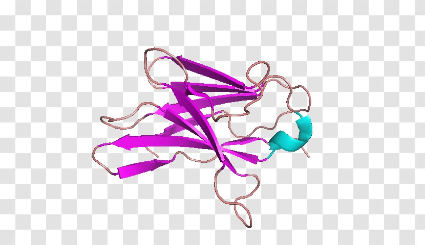 CD8 T Cell Cluster Of Differentiation Receptor - Cytotoxic - Coreceptor Transparent PNG