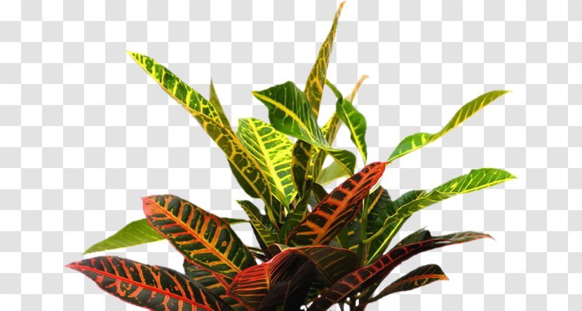 Tropics Plants Adobe Photoshop Tropical Garden Transparent PNG