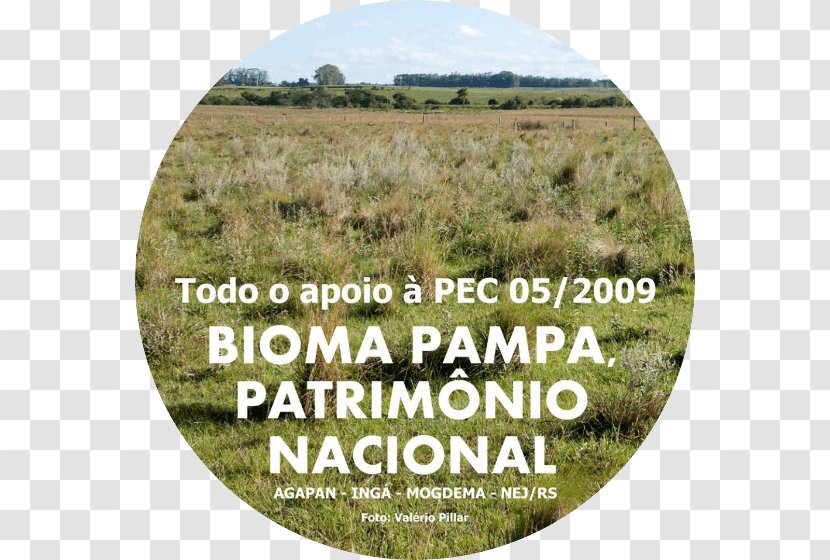 Crop Grassland - Grass - Pampa Transparent PNG