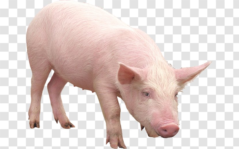 Pig Desktop Wallpaper - Fauna Transparent PNG