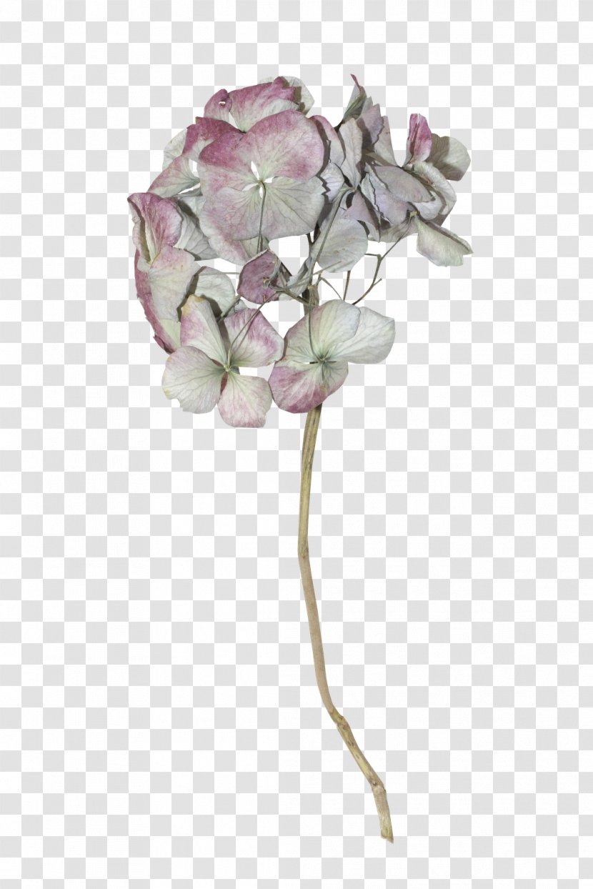 Cut Flowers Floral Design Artificial Flower Petal Transparent PNG