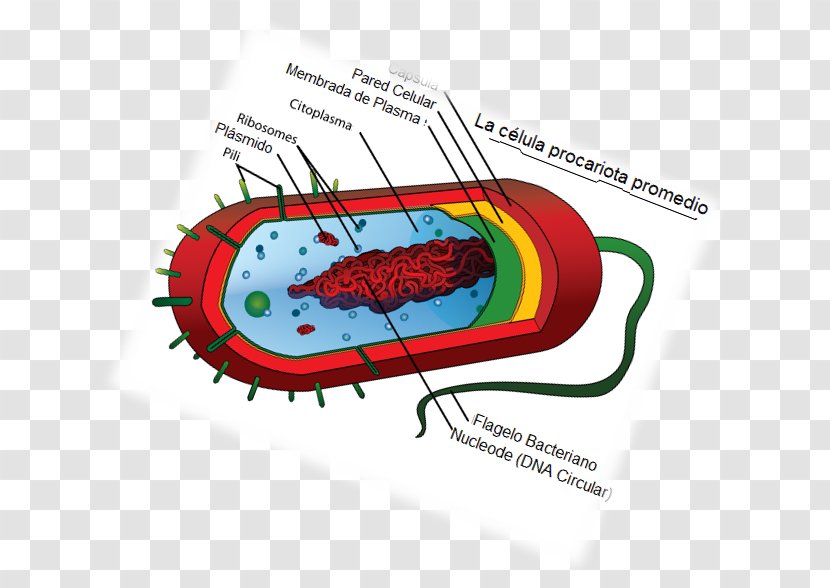 Prokaryote Cell Theory Biology Type - Text - Biography Transparent PNG