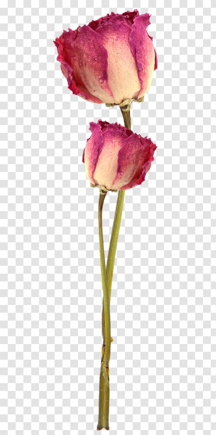 Garden Roses Cut Flowers Tulip Bud - Magenta - Rose Transparent PNG