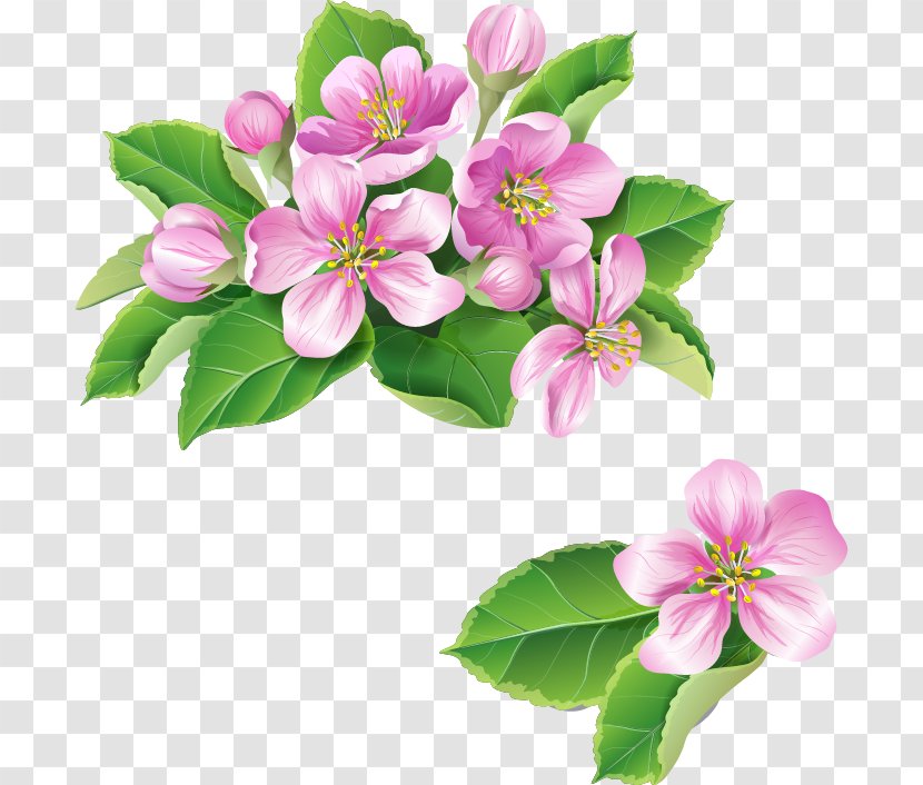 Blossom Flower Clip Art - Cherry Transparent PNG