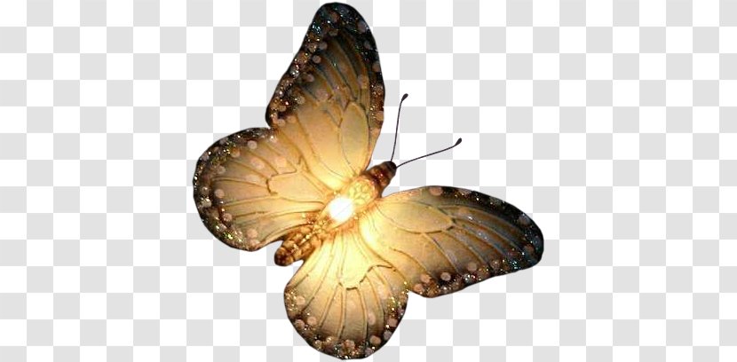 Butterfly Animaatio Clip Art - 蝴蝶 Transparent PNG
