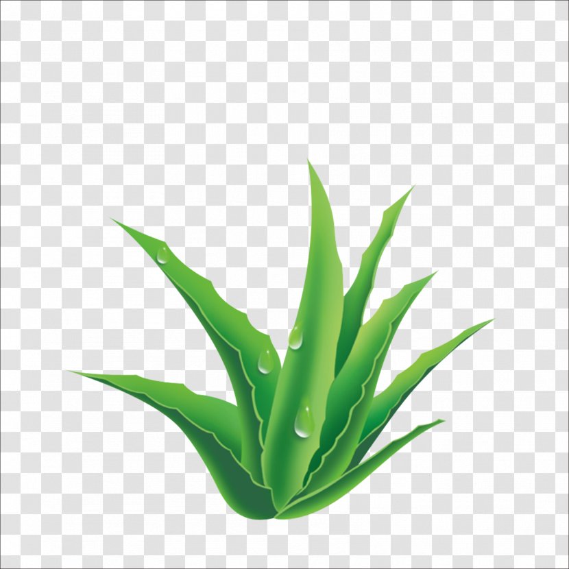 Aloe Plant - Cartoon Transparent PNG