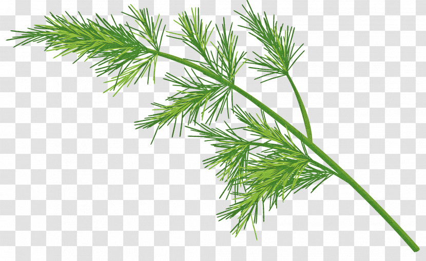 White Pine Plant Grass Red Pine Shortstraw Pine Transparent PNG