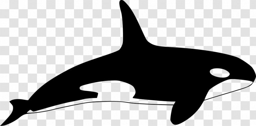 Killer Whale Dolphin Clip Art - Whales Dolphins And Porpoises Transparent PNG