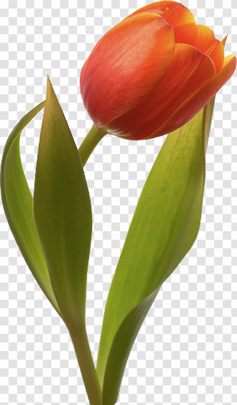Tulip Mania Flower Bouquet Garden Roses - Floristry Transparent PNG