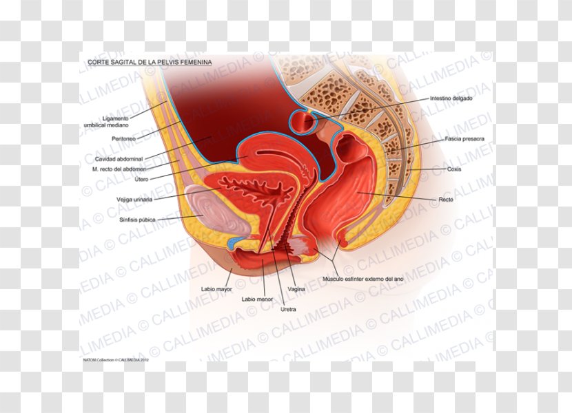 Pelvic Floor Perineum Pelvis Anatomy Woman - Frame Transparent PNG