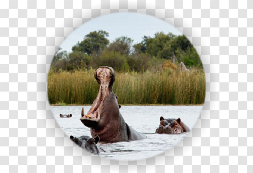 Victoria Falls Okavango Delta Namibia Cuando River Safari - Fauna Transparent PNG